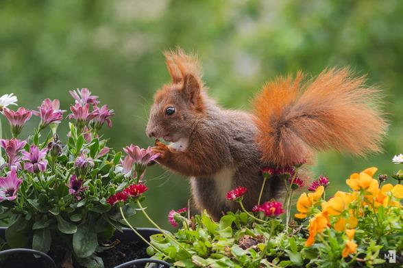 Ein kleines Eichhörnchen mit niedlich verstrubbeltem Fell an der Stirn sitzt aufrecht in einem Blumenkasten und knabbert eine Nuss.