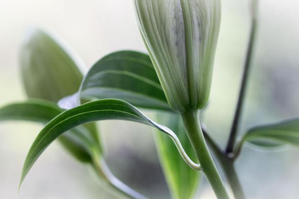 In the middle of the photo the green-white underside of a lily can be seen. The leaves fan out to the left, backwards and become vague. In the background a second lily, very vague, The background is light green. The start of the stem to the lily is a bit darker green. The texture of the flower is clearly visible.