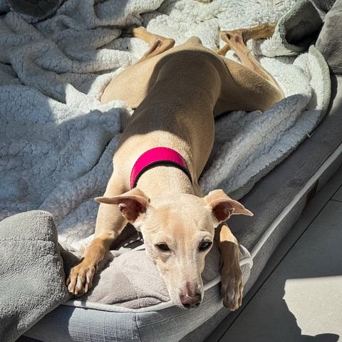 Light-coloured dog on a grey and white dog bed.