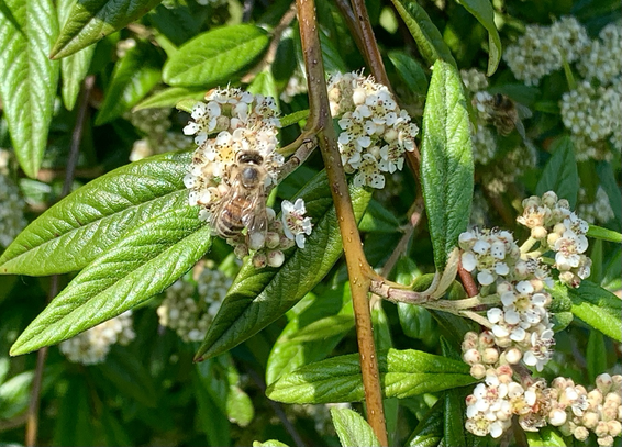 Eine Bienen auf den weißen Blüten der Zwergmispel am Freitag.