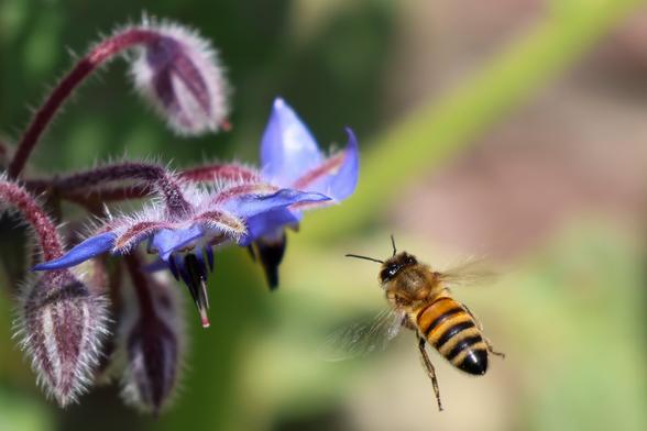 Eine Biene fliegt auf eine Borretsch-Blüte zu.