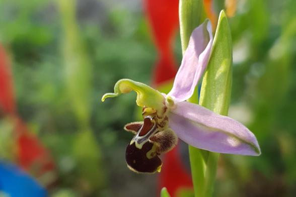 Ophrys Abeille 
Ophrys apifera