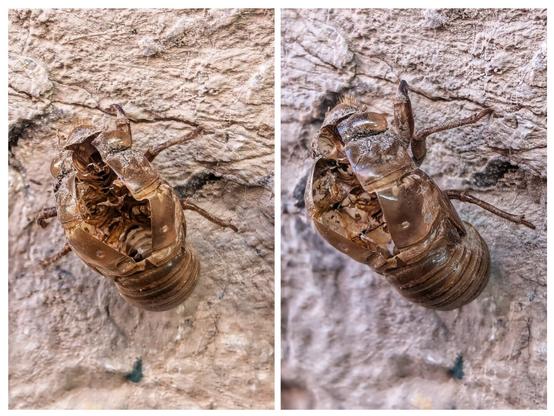 A close-up shot of a cicada's shed exoskeleton, or exuvia, clinging to a light brown, rough-textured surface, possibly tree bark. The empty, translucent shell is a warm brown colour with intricate, segmented details visible on its back and legs. The opening where the adult cicada emerged is clearly visible. The lighting highlights the texture of both the exoskeleton and the surface it's attached to.