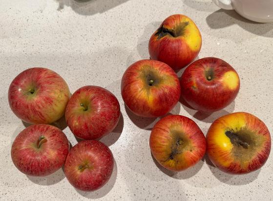 5 apples of one type with yellow blushes and 4 Cox’s Orange Pippin apples - red with touches of yellow.