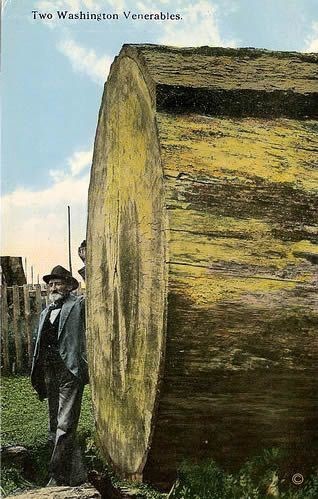 Darius Kinsey, fotograaf, staat voor een enorme omgekapte stam van een Douglasspar.