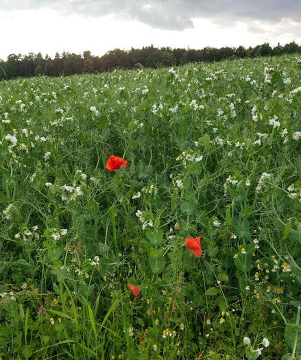 Erbsenfeld mit 3 roten Mohnblumen. Im Hintergrund der Waldrand. Der Himmel ist bedeckt mit graublauen Wolken.