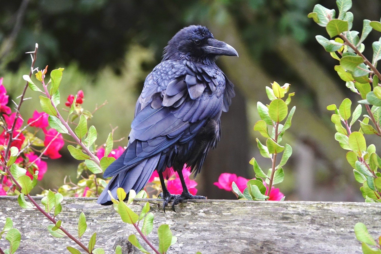 A Common raven stands on a wooden fence surrounded by vibrant pink flowers and green foliage.