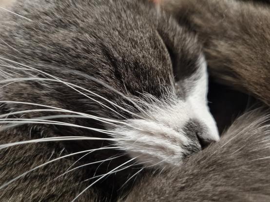 Close up of a sleeping blue and white cat's face.