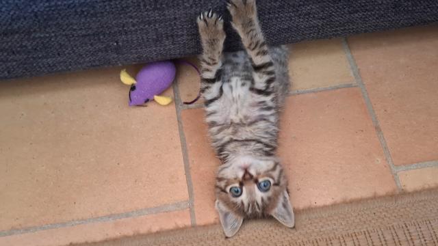 Petite chatte sur le dos, qui sort le buste de sous un canapé