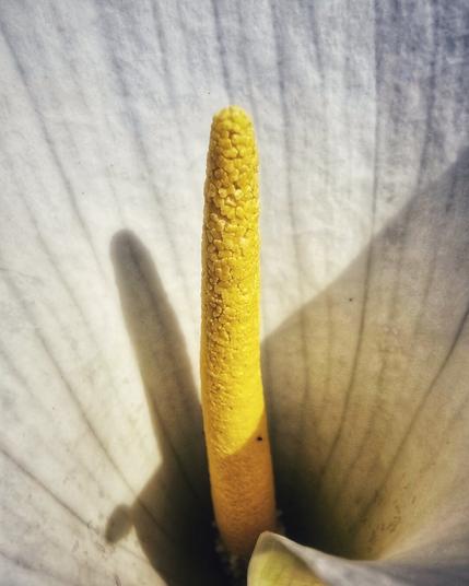 A close-up, high-angle shot of the bright yellow spadix (central stalk) of a white calla lily, set against the soft, translucent white petals. The texture of the petals and the tiny granules on the spadix are clearly visible, with subtle shadows cast within the bloom.