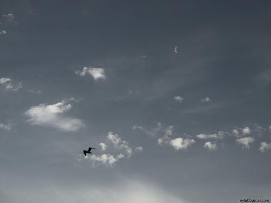 silhouette of a seagull flying in front of scattered clouds and a crescent moon. eyluldogruel.com