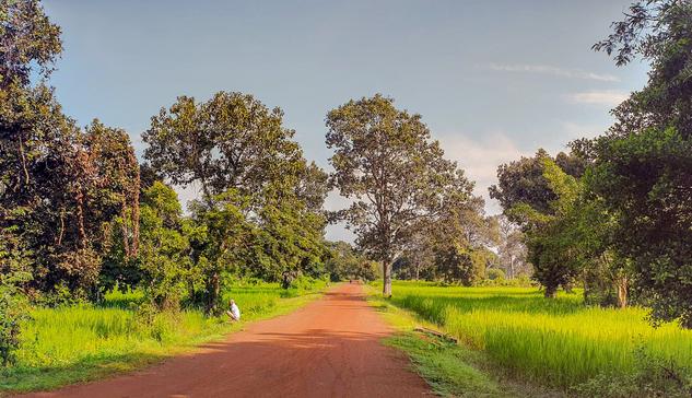 Photo shows a reddish-brown dirt track going straight through fields of rice into a small cluster of trees shielding a temple. The fields have some single trees spread out marking borders between rice paddocks. A small river is going in a culvert under the dirt track, and a man is sitting near the left side opening with a small fishing rod. It is a sunny morning with slightly warm sun and the sky is cobalt blue with some light clouds on the horizon.