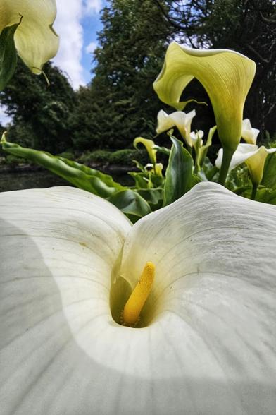 A close-up, low-angle shot of a white calla lily in full bloom, with its yellow spadix prominently visible. In the background, other calla lilies, lush green foliage, and glimpses of a bright blue sky with white clouds are softly blurred.