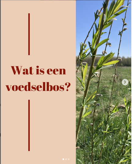 a text "Wat is een voedselbos?"