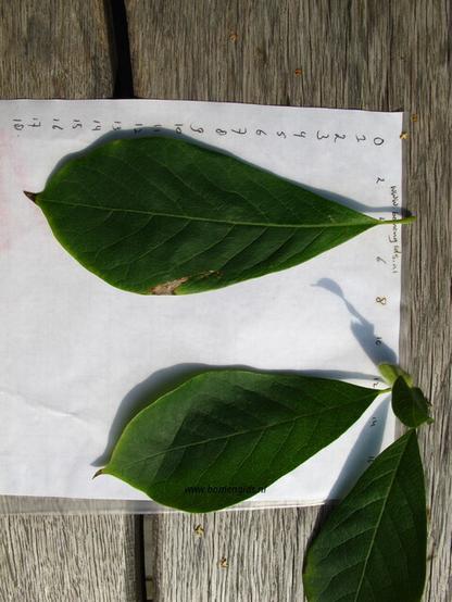 blad-leaf-blatt-feuille-hoja