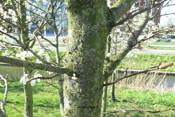bast-bark-rinde-ecorse-corteza