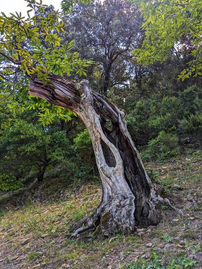A gnarled and partially hollowed tree trunk, with deep crevices and textured bark in shades of grey and brown, twists dramatically upwards from a grassy slope. One thick, living branch, covered in vibrant green leaves, extends towards the left. In the background, other trees with darker foliage and a dense forest can be seen under a bright sky.