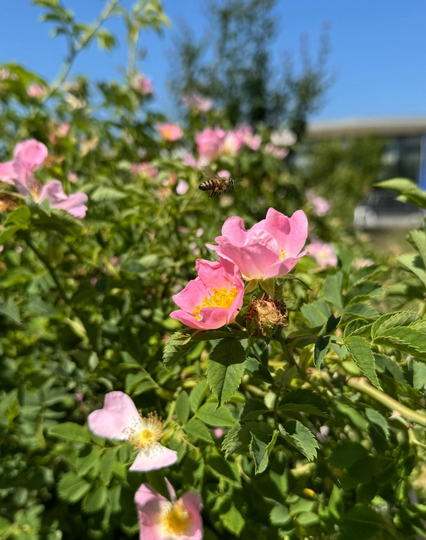 Eine Biene fliegt über einen Strauch mit rosa Blüten vor einem strahlend blauen Himmel, im Hintergrund ist ein Gebäude des Campus der HAW Hof zu sehen./ A bee flies over a shrub with pink flowers, in the background the bright blue sky as well as a building on the campus of Hof University is visible.
