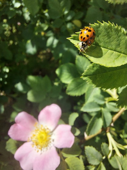 Ein Marienkäfer sitzt in einem Strauch auf einem kleinen Blatt, im Hintergrund sieht man eine rosa Blüte und weitere Blätter./ A close up picture of a ladybug sitting up high on a small leaf in a shrub, below is a light pink flower and more leaves.