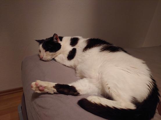 Schwarzweißer Kater liegt am Rand eines Betts, eine Hinterpfote von sich gestreckt.