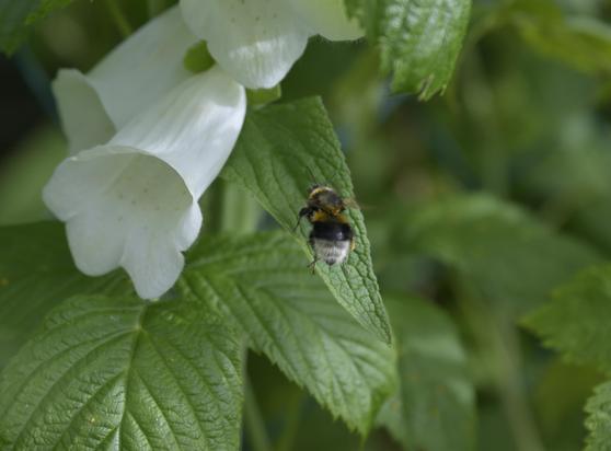 Das Bild zeigt eine Hummel fliegend, vor einem grünen Blatt, mit weißen glockenförmigen Blüten im Hintergrund. Die Hummel ist überwiegend schwarz-gelb gefärbt, wobei ihr wuscheliger Körper und ihre Flügel sichtbar sind. Sie befindet sich vor dem Blatt und blickt leicht nach rechts. Das Blatt hat einen gezackten Rand, ausgeprägte Adern und eine leicht glänzende Oberfläche. Die weißen Blüten haben eine glatte Textur und hängen nach unten, mit sichtbaren Staubgefäßen im Inneren. Der Hintergrund ist ein verschwommenes Grün, das eine natürliche Umgebung mit anderem Laub andeutet.