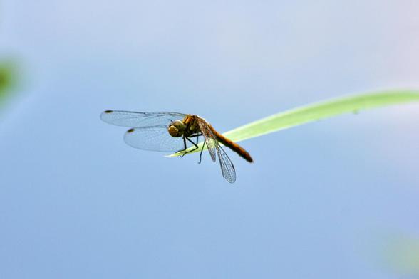 das bild zeigt eine libelle, die auf einer grasspitze ruht. der hintergrund ist ein hellblauer himmel. die libelle ist orange-braun glänzend mit durchsichtigen flügeln.
das feine grüne blatt ragt von rechts in die bildmitte. die libelle schaut in richtung vorne links. das bild ist einfach und minimalistisch.
