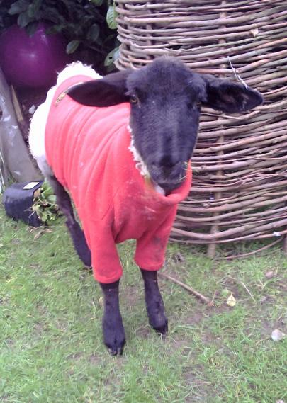 A photo of a sheep.

The sheep is in my garden and is facing the camera. She has a completely black head and lower legs, and is wearing a red fleece jumper. Her ears are sticking out almost horizontally and there's grass protruding from her mouth.

She's wearing the heck out of that jumper.