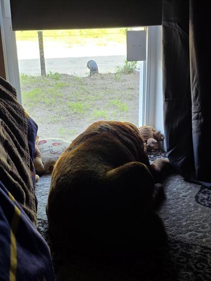 A chocolate brown Labrador lying on a light brown carpet, facing a low window. Some sand, weeds, and sunshine can be seen though the window. The dog is with her nose away from the camera's position, her behind being closer to it. There is some bedding seen at the left side of the snap. The dog has her head on a pillow. And there are some plush toys next to her.