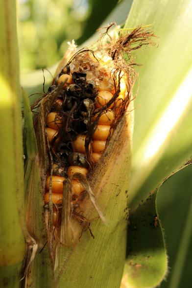 An ear of corn still intact with the yellow just showing through the husk