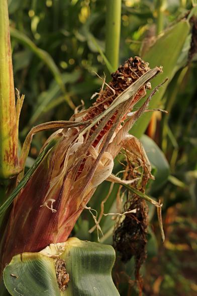 a cob of corn stripped bare by the birds before the farmer could harvest it. The shredded husk in tatters around the empty cob