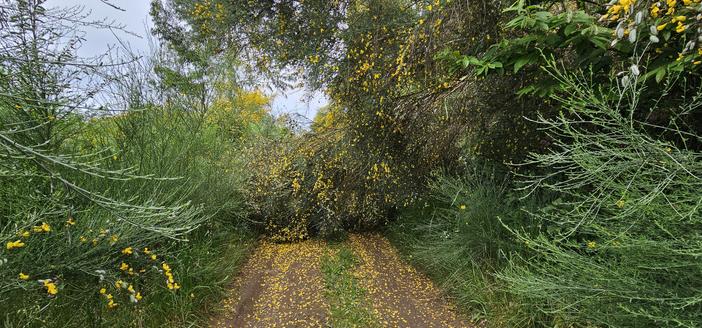 Waldweg mit blühendem Ginster links und rechts, ein Ginsterbusch vom Hang oberhalb ist auf den Weg gefallen und blockiert diesen.