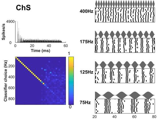 A regular spiking neuron (sustained chopper) that exhibits accurate identification of envelope frequency from its spike trains. Top left: peristimulus time histogram of the response to a pure tone at the characteristic frequency of the neuron. Bottom left: Spike train classifier decisions represented as a confusion matrix. Warm colors along the diagonal indicate a large proportion of individual spike trains were assigned to the correct modulation frequency.  Right: Raster plots of the responses to amplitude-modulated tones, for several modulation frequencies (stimulus waveforms displayed above each panel). The number of spikes in each stimulus period decreases as the modulation frequency is increased.