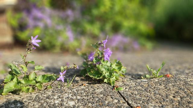 Aus den Ritzen der Gehwegplatten wachsen Glockenblumen