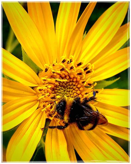 Nahaufnahme einer mit gelben Pollen gesprenkelten Hummel auf einer leuchtend gelben Blüte, mit Fokus auf die Hummel und den Fruchtstand.

Close-up of a bumblebee speckled with yellow pollen on a bright yellow flower, focusing on the bumblebee and the fruiting.