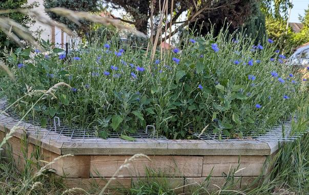 An octagonal wooden planter filled with greenery from wildflowers. Cornflowers, a delicate blue flower with a shock of petals, are growing tall above the other stems.