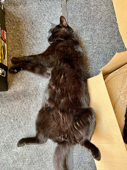 A photo of a black cat snoozing on the floor on his back, his back legs spread and his front paws pointing to the left. We are looking down at him from above.