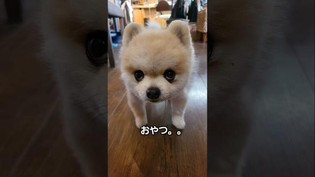 あざとい上目遣いで。。 #マメすけ#ポメラニアン #ガン見する犬 #メンチ切る犬 #cutedog