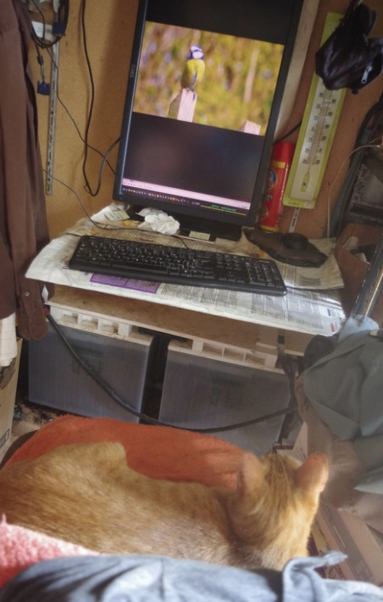 Un écran diffusant la vidéo d'une mésange charbonnière en train de chanter, ce devant un chat confortablement installé sur une chaise d'où il la mate de toute son attention, les oreilles bien droites, tendues vers la mésange.