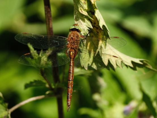 Closeup of a massive brown dragonfly with some greenery in the background.