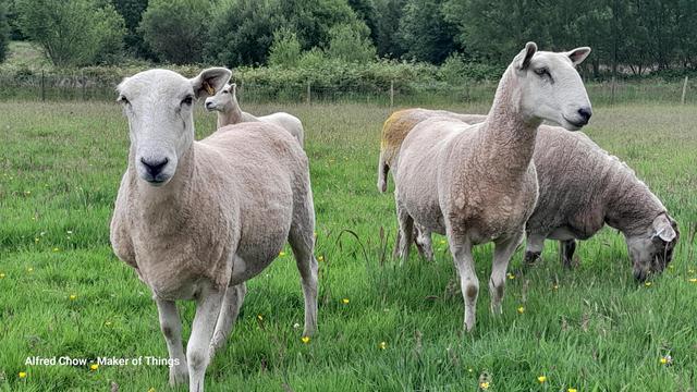Four white sheep in a field. Two have walked right up to the camera. A third, on the right, is head down eating grass. The forth, on the left, is much further back behind the rump of the closest sheep.
