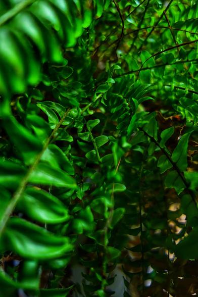 A detailed, top-down shot of lush, vibrant green fern fronds filling the entire frame. The leaves are tightly packed, creating a dense texture with varying shades of green due to the interplay of light and shadow. Some fronds appear to be unfurling, with a slightly curled shape, while others are more fully open, revealing their characteristic segmented structure.