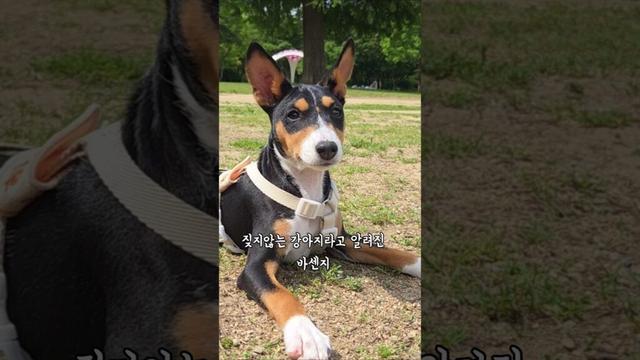 이름이 하울이인 이유 #バセンジー #바센지 #басенджи #basenji #dog #강아지