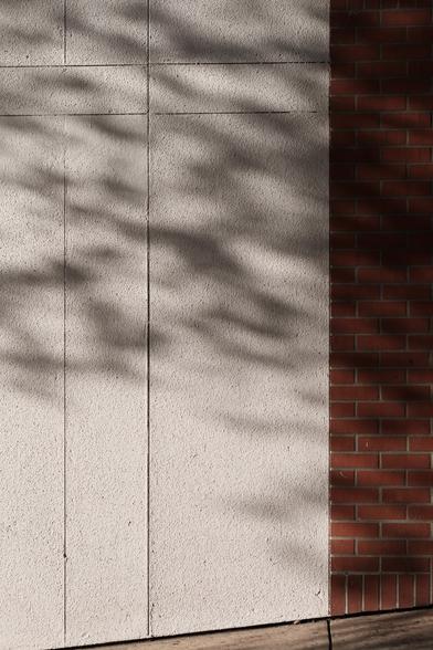 A photo of a shadow of a tree on the wall of the Palm Street parking garage. One part of the wall is white stucco with straight line seams running through it and the other sections is dark red brick.