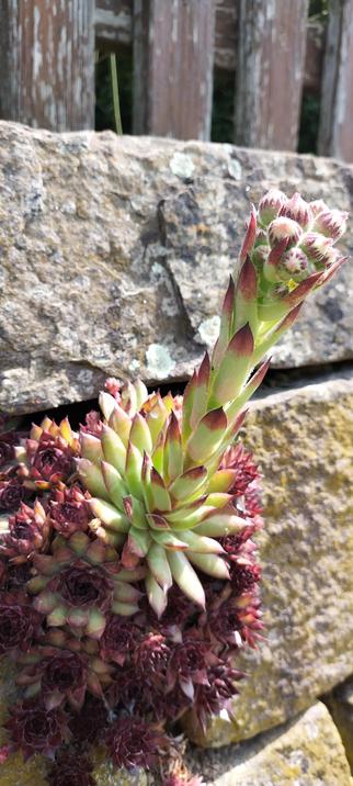 Photograph of a succulent that grows out of a low stone wall. The base is formed of succulent leaves that grow in the shape of flowers; they have a deep red colour. Out of the middle ascents the actual blossom in a bright green. The top is formed out of several buds. The whole plant gives morning glory vibes.