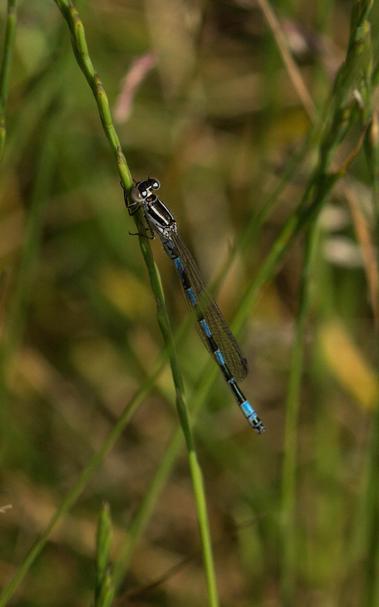 A southern damselfly (Coenagrion mericuriale) resting on grass. It still lacks the blue colors on its thorax, indicating that this immature male must have hatched recently.