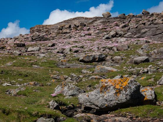 A sunlit scene of a rock slope covered in a pink flowers, with some grass amongst the rocks and some rocks covered in a bright yellow lichen.