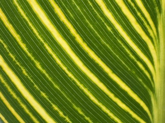 Close up color photo of a large yellow and green striped leaf. The center of the leaf is at the right edge of the frame with the alternating color stripes of varying width running diagonally across the frame from top left to bottom right, joining and merging with the leaf center. It reminds the photographer of a plowed field of young plants.