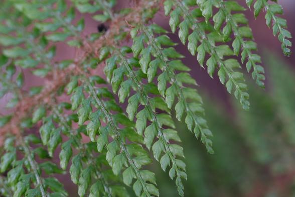 Leaves of a fern.