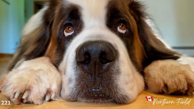セントバーナード・ボウ、病院通いの一週間／ドッグパークへGO！【超大型犬とカナダで田舎暮らし】