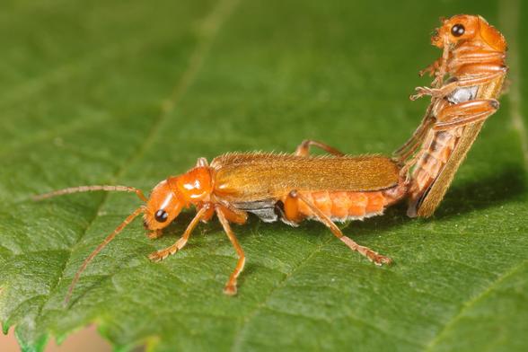 Zwei orange-rote Weichkäfer (Cantharis cryptica) bei der Paarung auf einem grünen Blatt. Die Käfer zeigen die charakteristische orange-rote Färbung. Ein Käfer sitzt in typischer Paarungsstellung (Körperenden im 90°-Winkel aneinandergepresst) auf dem anderen. Beide Insekten weisen die kennzeichnenden Merkmale der Soldatenkäfer auf: längliche Fühler, auffällige dunkle Augen und verhältnismäßig weiche Flügeldecken. Die Aufnahme zeigt feine Details ihrer segmentierten Körper und Beine vor der strukturierten grünen Blattoberfläche mit unscharf grünem Hintergrund.